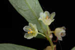 Florida leaf-flower